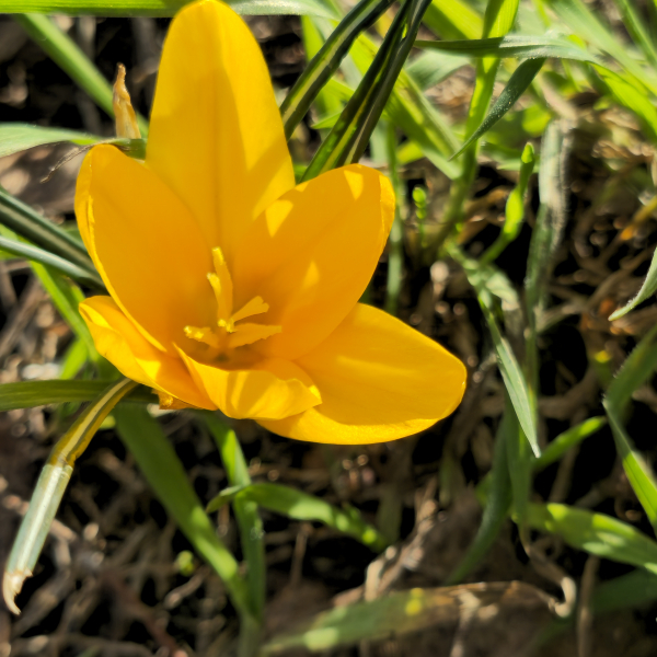 Gold-Krokus